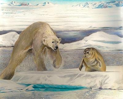 Polar Bear & Bearded Seal