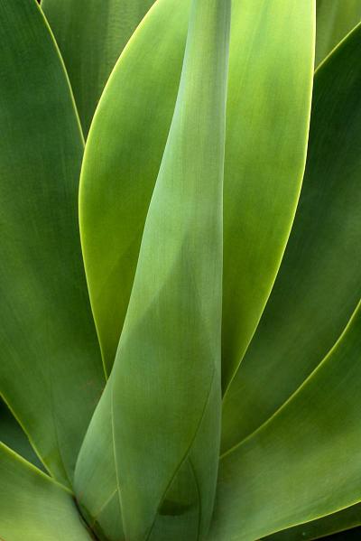 Agave plant 2, Mexico