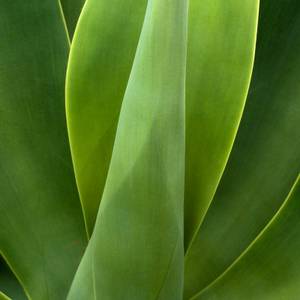 Agave plant 2, Mexico