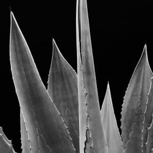 Agave, Mexico