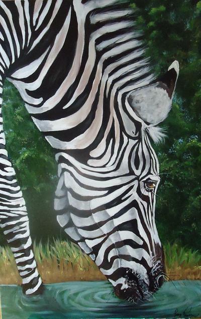 Zebra drinking