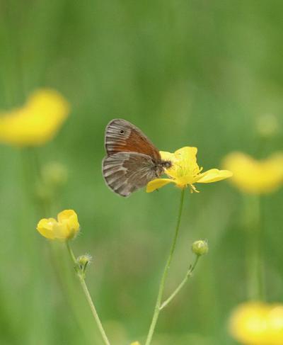 Common Ringlet butterfly 1