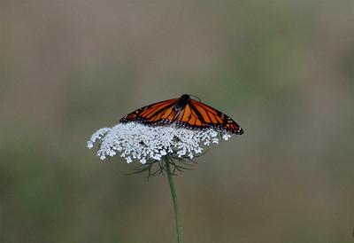Monarch butterfly 1