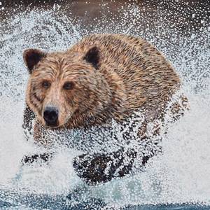 Grizzly Bear Running In The Water