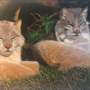 Sous les Buissons (Lynx roux)