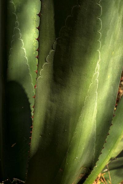 Agave plant, Mexico