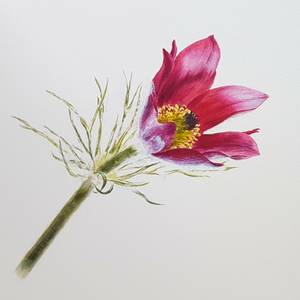 Eastern pasqueflower