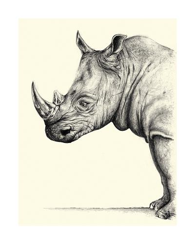 Rhinocéros blanc, Ceratotherium simum