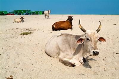 Cattle on a Beach, Colombia