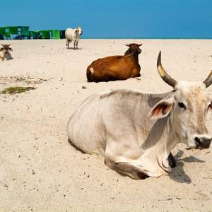 Cattle on a Beach, Colombia