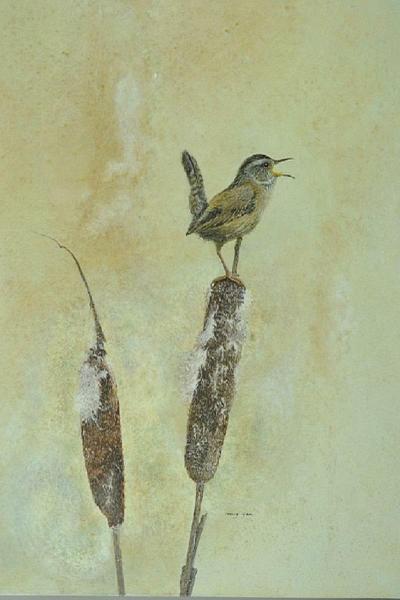 Voice of Spring (Marsh Wren)