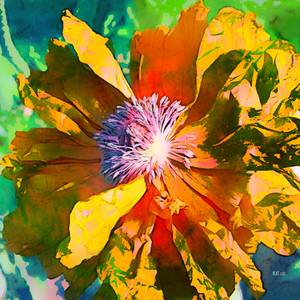 Golden - Flame Poppy Series, Number One