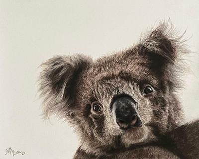 Koala aux yeux tendres