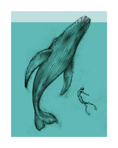 Baleine à bosse, Megaptera novaeangliae