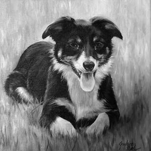 Chien de berger