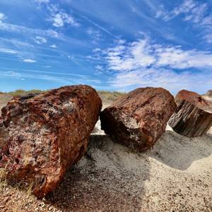 Petrified Forest