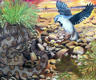 False Horned Viper & Desert Sparrow
