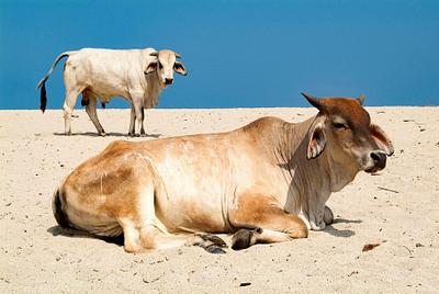 Cattle on a beach, Colombia