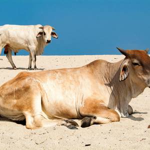 Cattle on a beach, Colombia