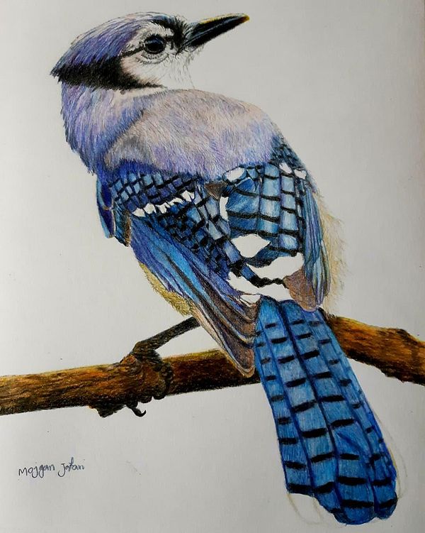 BLUE JAY PORTRAIT, BLUE BIRD PAINTING,JAY DRAWING, ORIGINAL WATERCOLOR  PAINITNG