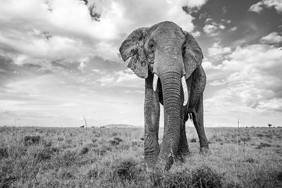 Matriarch