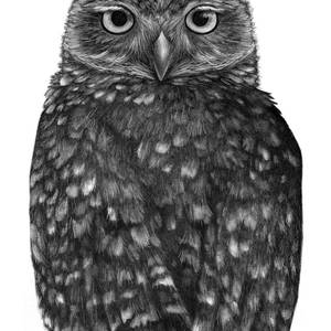 Burrowing Owl Print