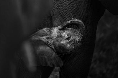Nosey