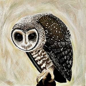 Lesser Sooty Owl