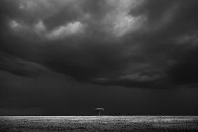 Rains