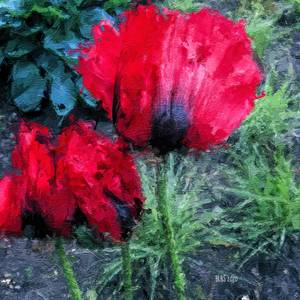 Bright Red Poppies