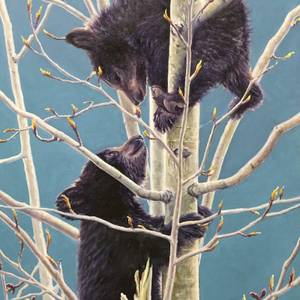 Bear Cubs