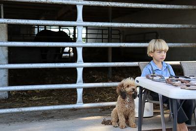 Le Amish et son chien