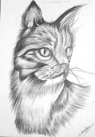 Whiskers Sharp Cat sketch