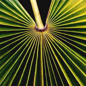 Palm tree leaf / Feuille de Palmier