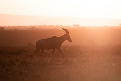 Nyamera Dawn
