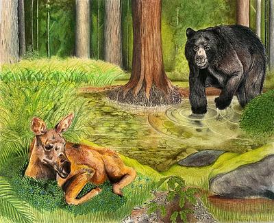 American Black Bear & Moose Calf