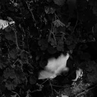 Andie Photographe