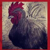 Rooster Zm photo